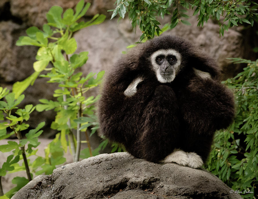 Gibbon Photograph by Alexander Fedin