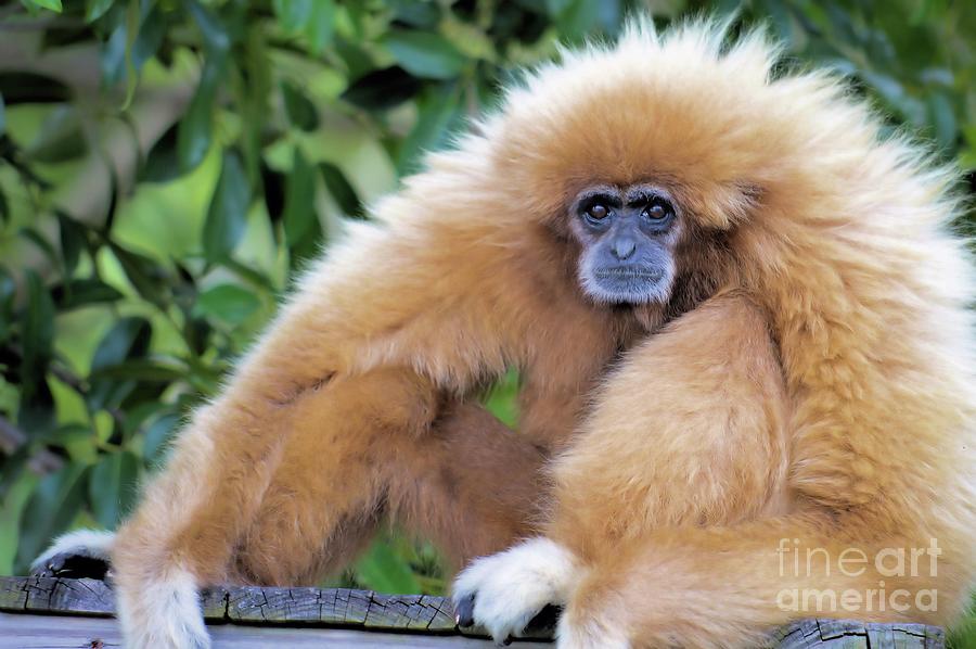 Serious Gibbon Face Photograph by Debra Kewley