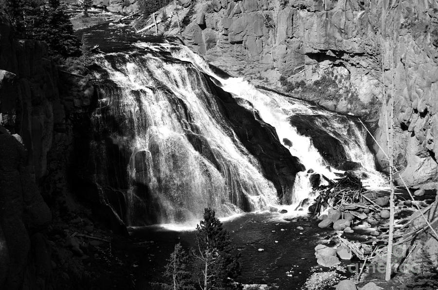 Gibbon Falls Cascade into Gibbon River in Yellowstone National Park Black and White Photograph by Shawn OBrien