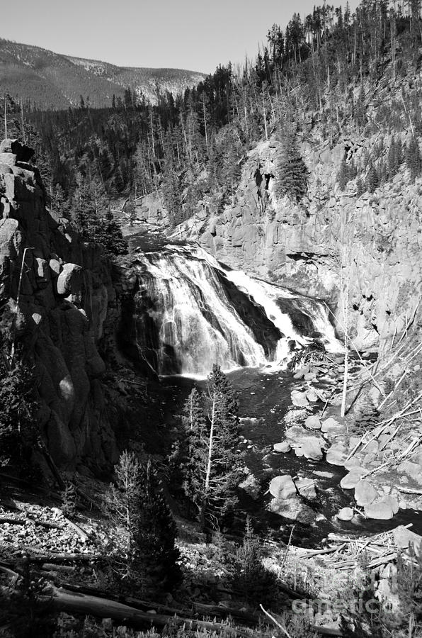 Gibbon Falls Cascading into Gibbon River in Yellowstone National Park Black and White Photograph by Shawn OBrien
