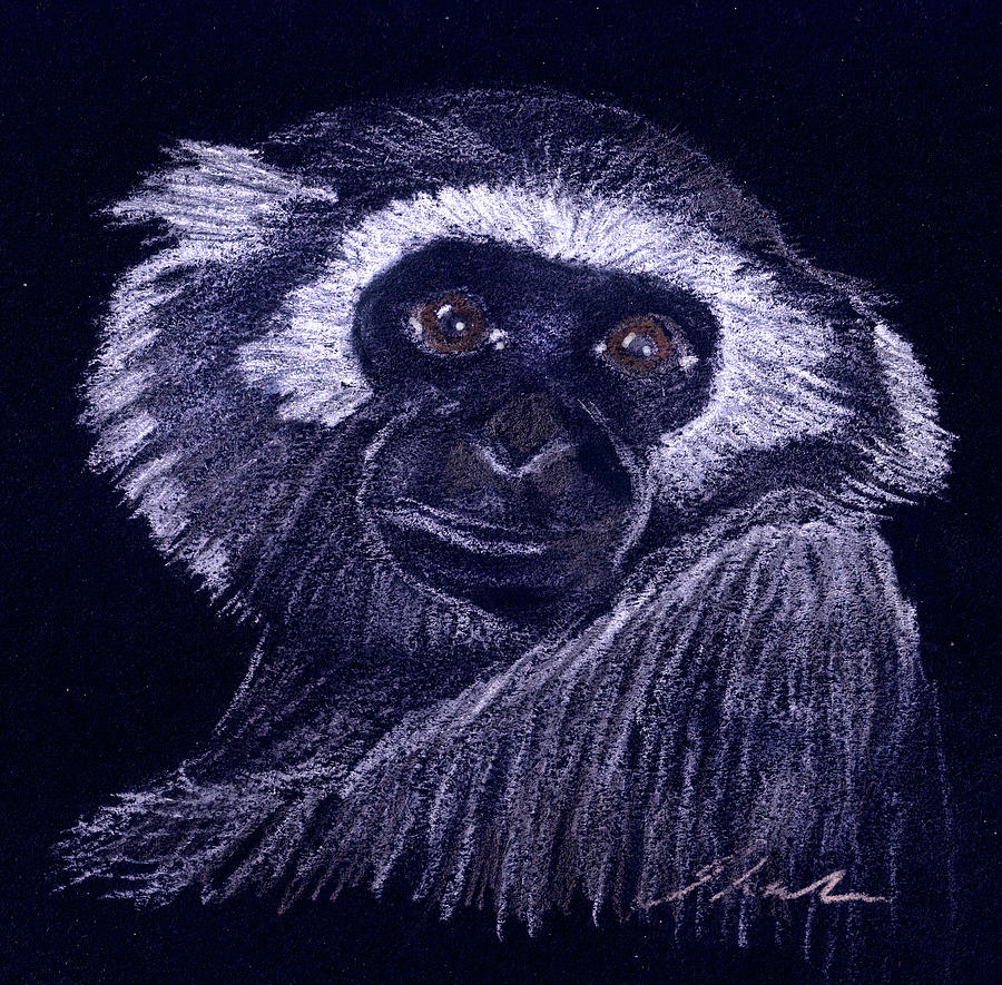 Ape Drawing - Gibbon by Julie L Hoddinott