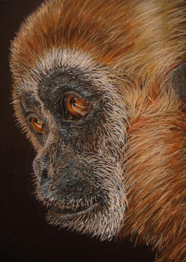 Animals Drawing - Gibbon by Karen Ilari Animals Drawing - Gibbon by Karen Ilari