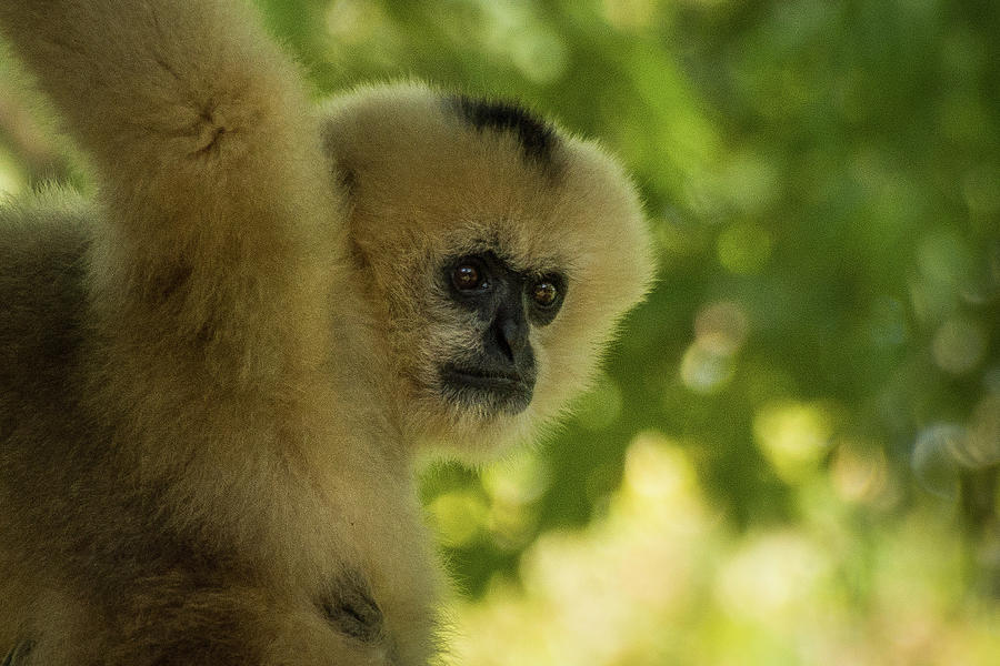 Gibbon Portrait Photograph by John Benedict