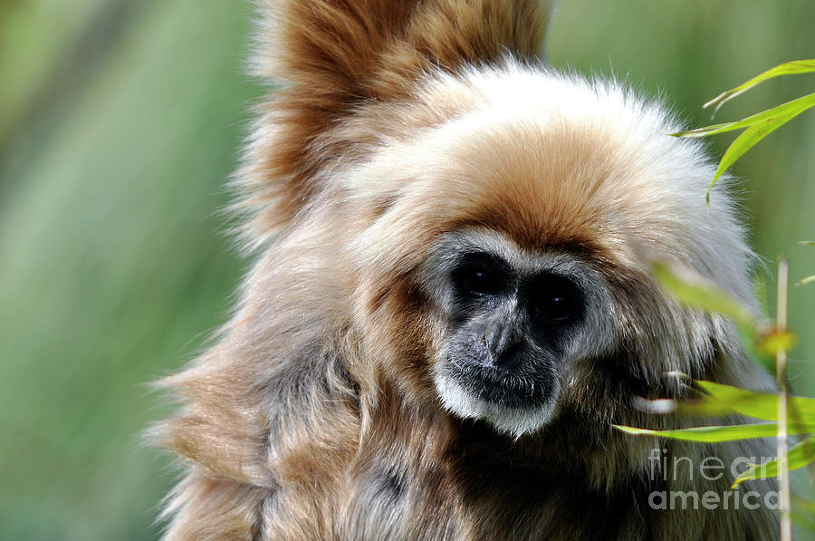 Gibbon Portrait Photograph by Laura Mountainspring