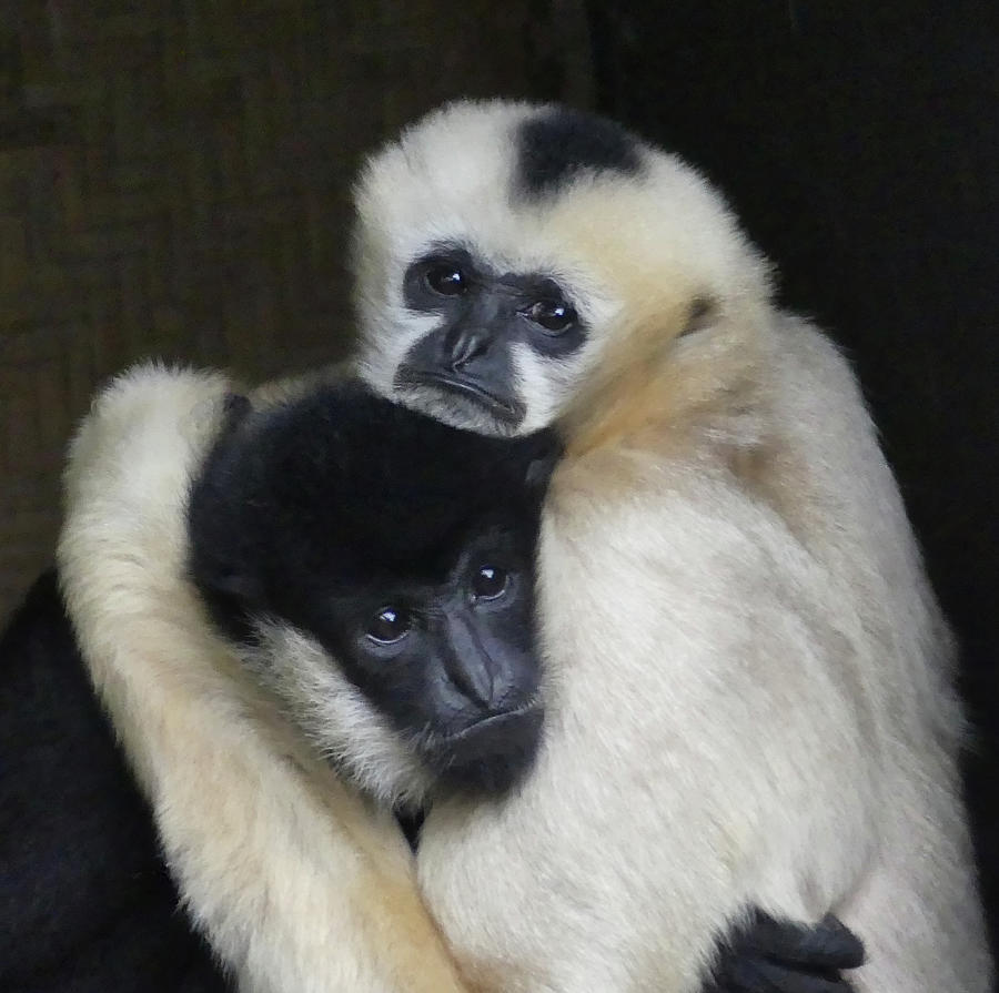 Gibbon Togetherness Photograph by Margaret Saheed