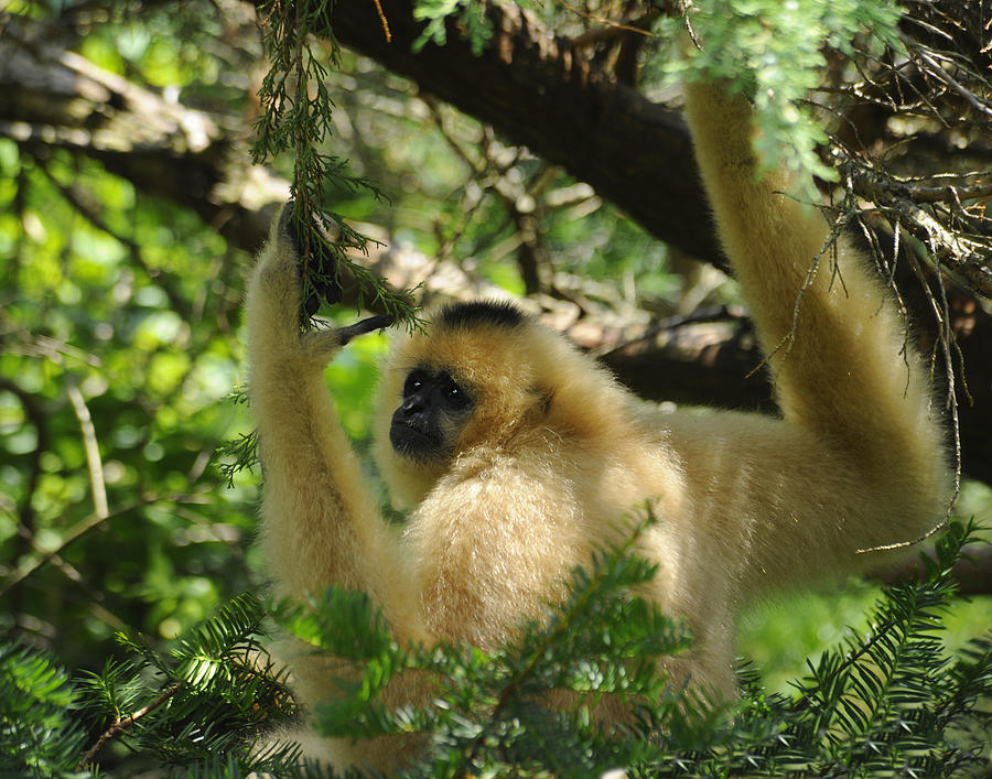 Gibbons Photograph by Keith Lovejoy