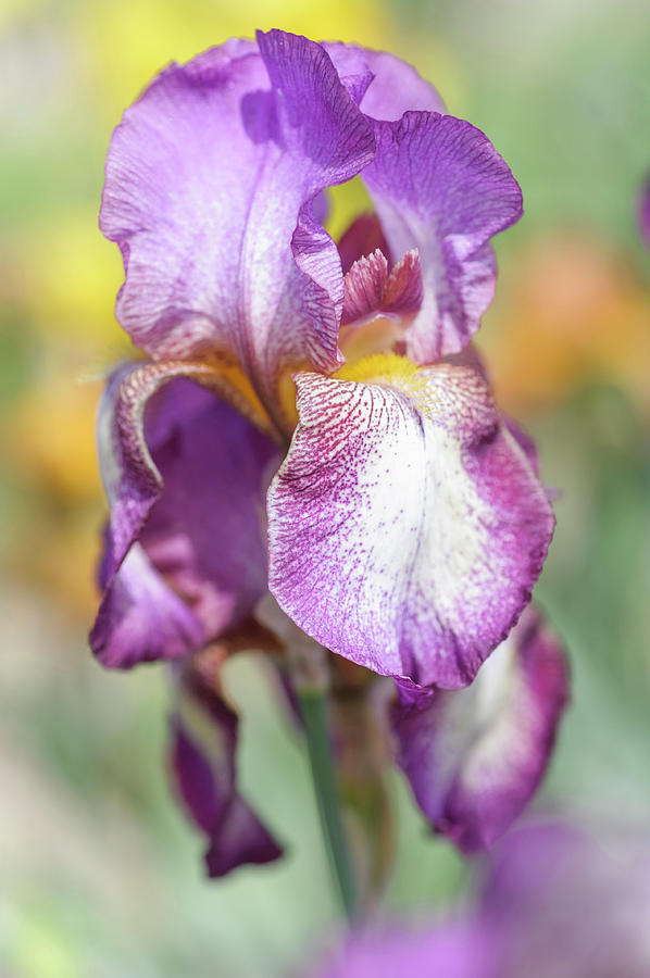 Gibson Girl. The Beauty of Irises Photograph by Jenny Rainbow