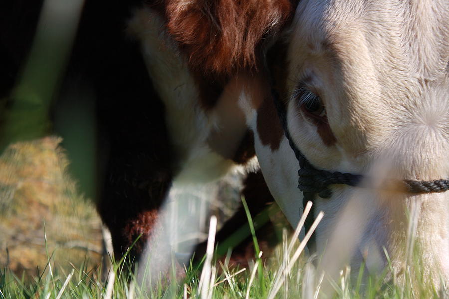 Cow Photograph - Gibsons Day out by Shannon Crawford Cow Photograph - Gibsons Day out by Shannon Crawford