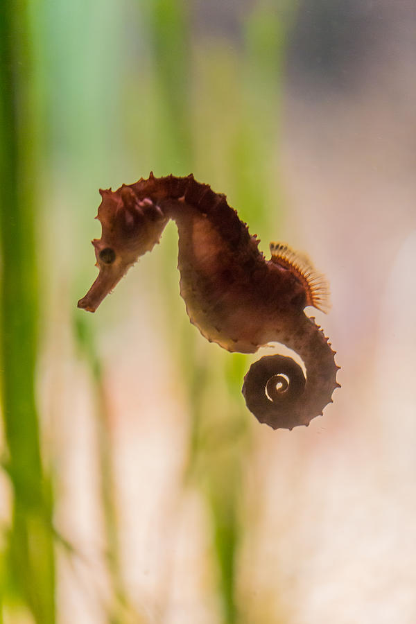 Seahorse Photograph - Giddy Up by Scott Campbell