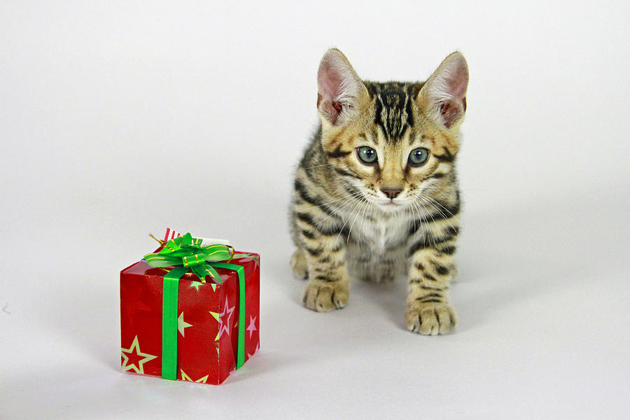 Gift Of A Kitten Photograph