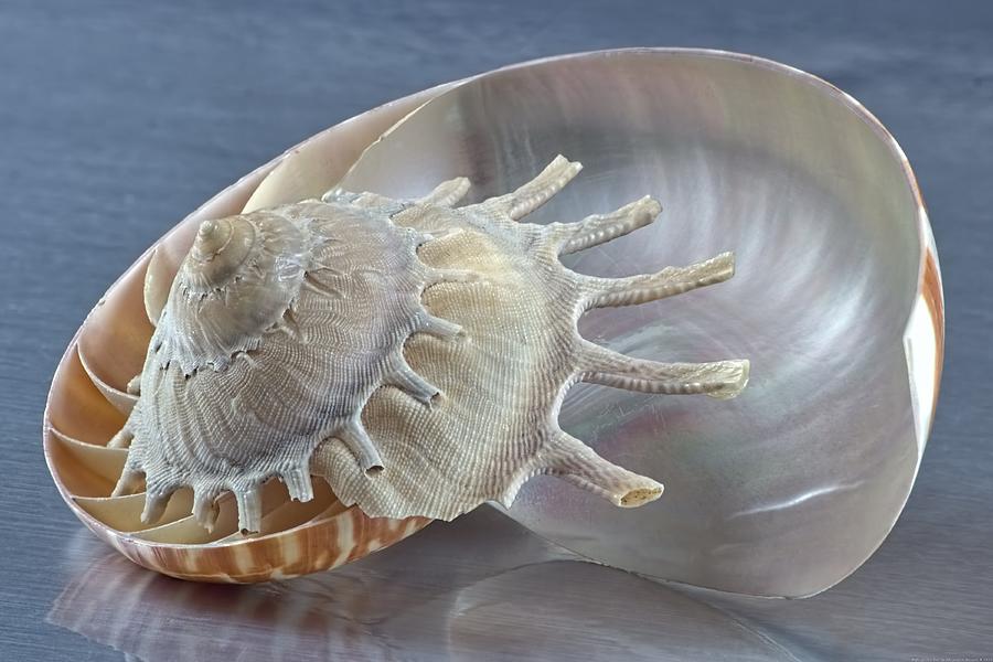 Shell Photograph - Gift of the Sea by Chrystyne Novack