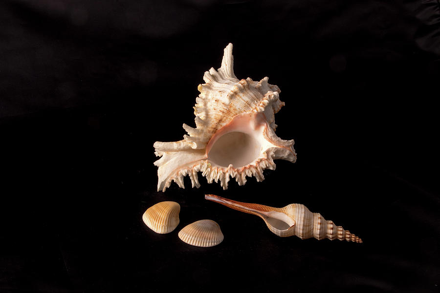 Gifts from the Sea - horizontal format Photograph by Ira Marcus