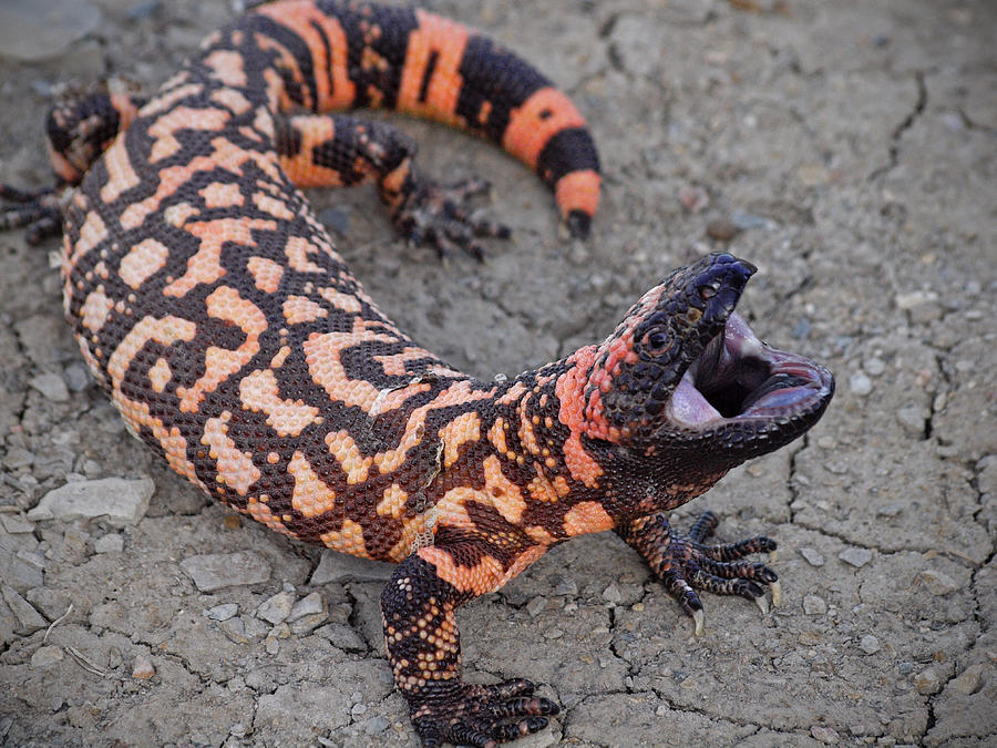 Gila Monster Attack Photograph by Donnie Barnett