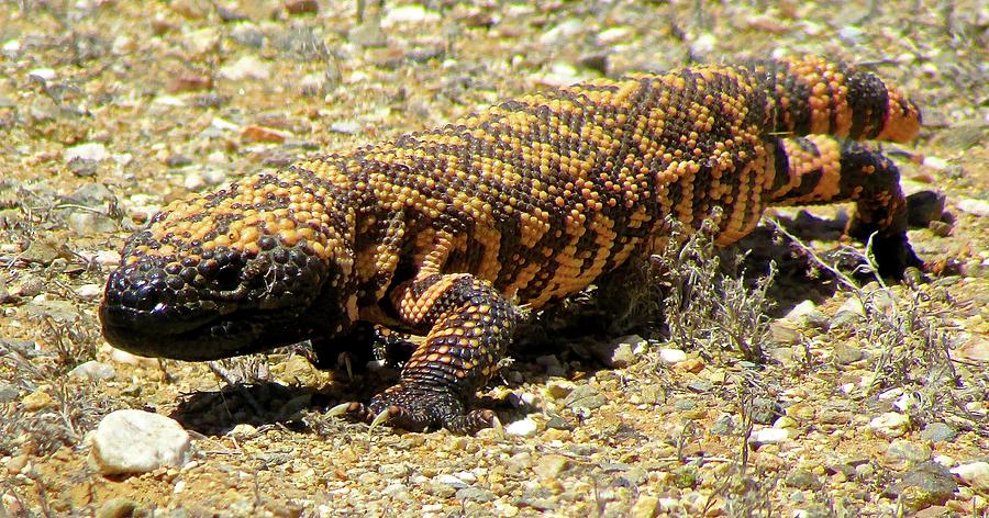 Gila monster on the prowl Photograph by Brenda Pressnall - Fine Art America