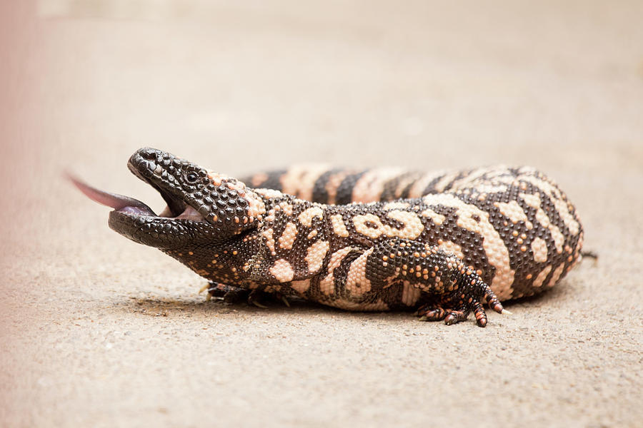 Gila Monster Photograph by Sue Cullumber