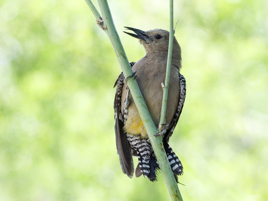 Gila Woodpecker 0251 Photograph by Tam Ryan