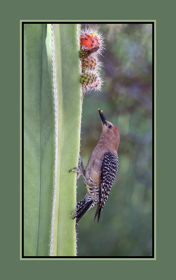 Gila Woodpecker 0547-051318-1cr-matte Photograph by Tam Ryan