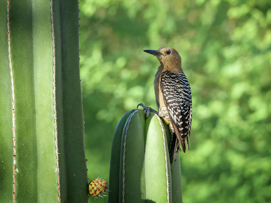 Gila Woodpecker 1138 Photograph by Tam Ryan