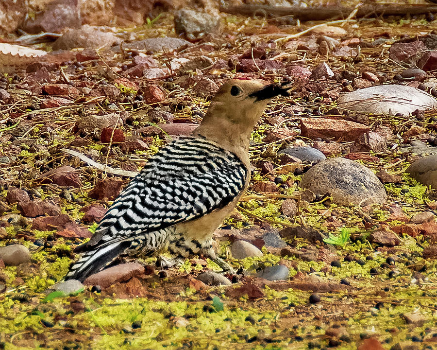 Gila Woodpecker 1839 Photograph by Mark Myhaver
