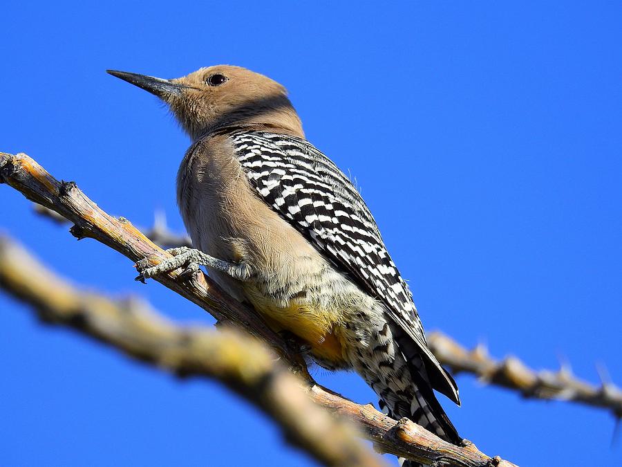 Gila Woodpecker 2 Photograph by Jean Scherer - Pixels