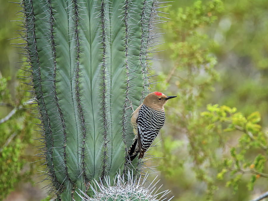 Gila Woodpecker 4554-022717-1cr Photograph by Tam Ryan