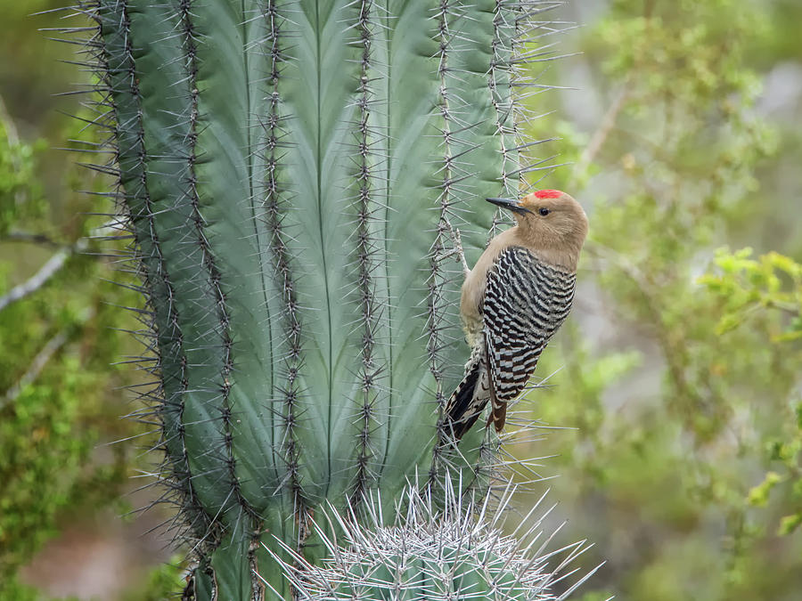  Gila Woodpecker 4575 Photograph by Tam Ryan