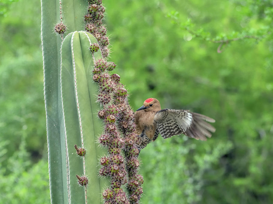 Gila Woodpecker 8621 Photograph by Tam Ryan