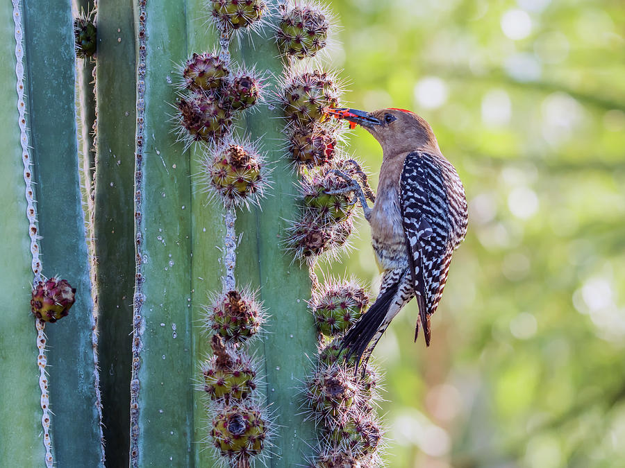 Gila Woodpecker 8698 Photograph by Tam Ryan