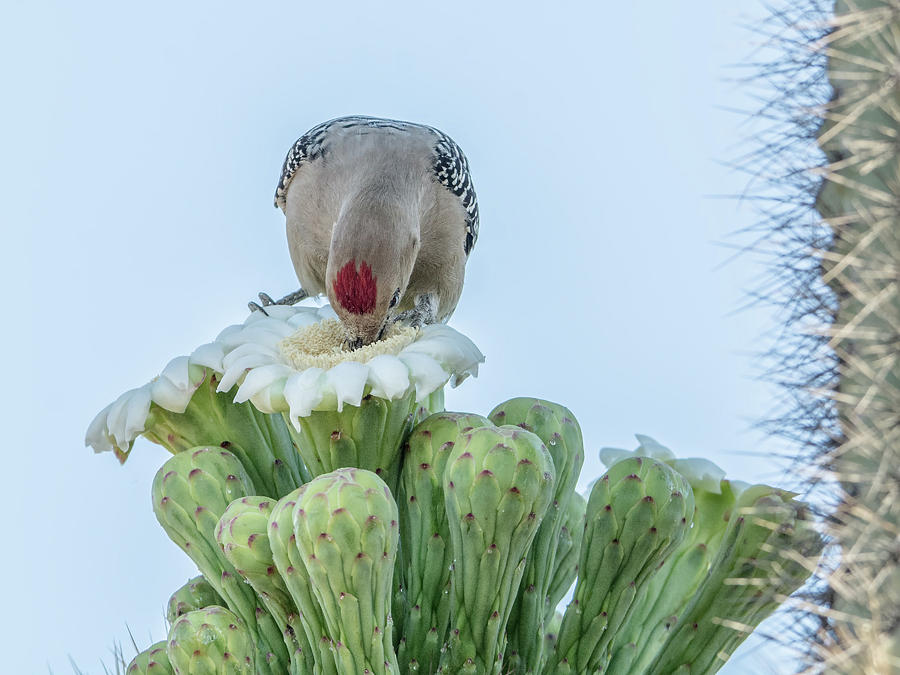 Gila Woodpecker and Saguaro Cactus Flower 7320 Photograph by Tam Ryan