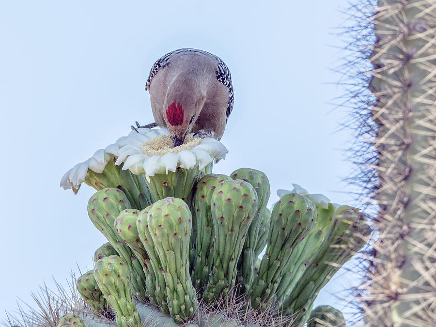 Gila Woodpecker and Saguaro Cactus Flower 7327 Photograph by Tam Ryan