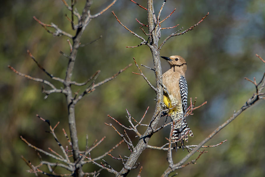 Gila Woodpecker Photograph by Dan McManus