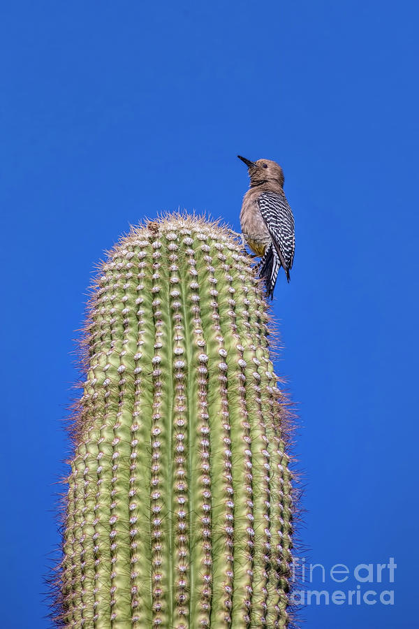 Gila Woodpecker Photograph by Elisabeth Lucas - Fine Art America