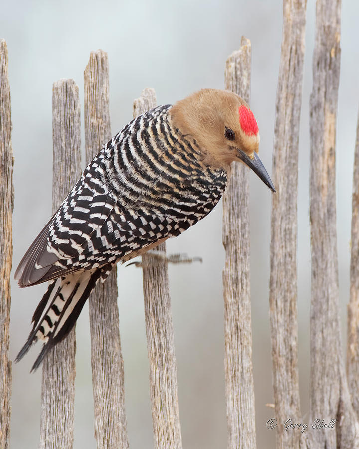 Gila Woodpecker Photograph by Gerry Sibell