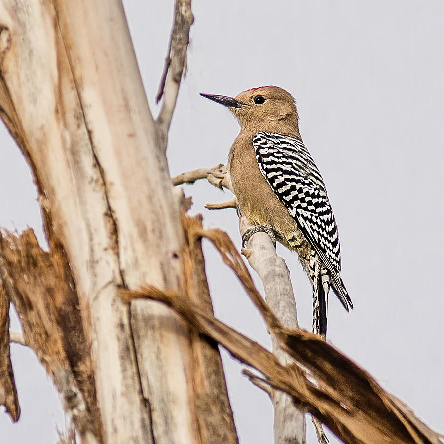 Gila Woodpecker In Yuma Az Photograph By Morris Finkelstein