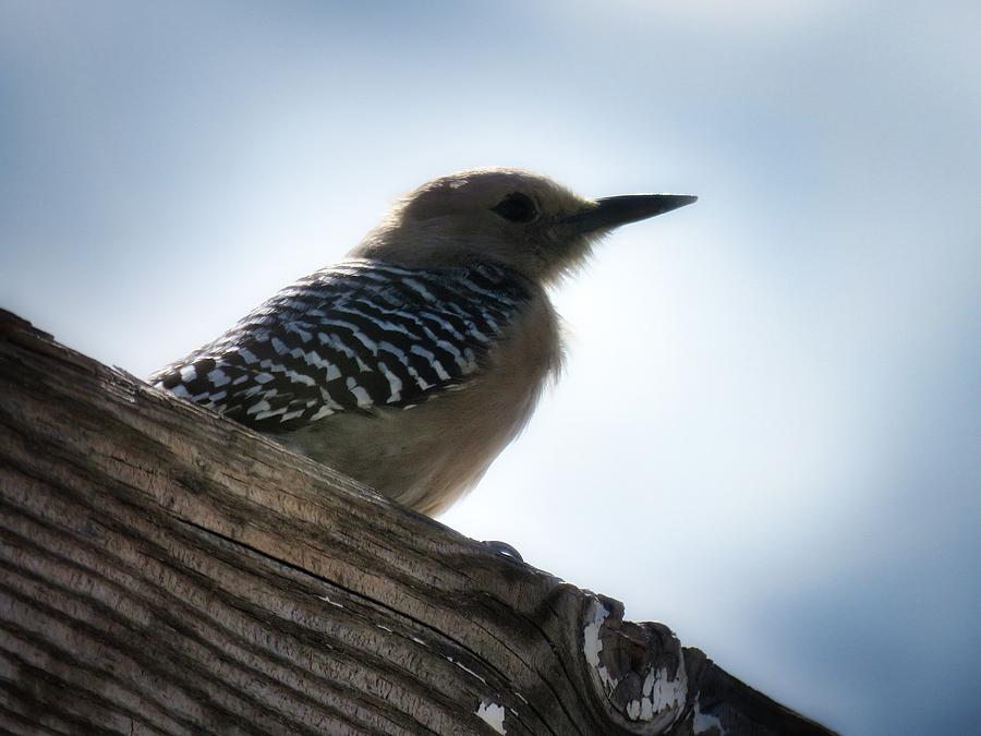 Gila Woodpecker Photograph by Judy Kennedy