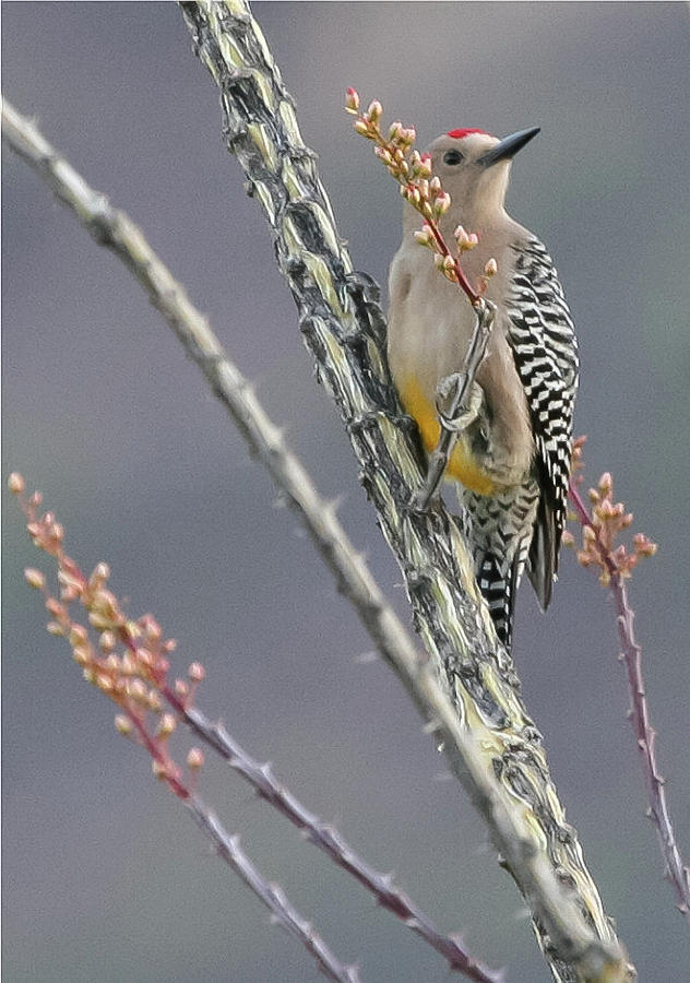 Gila Woodpecker Photograph by Lee Alloway