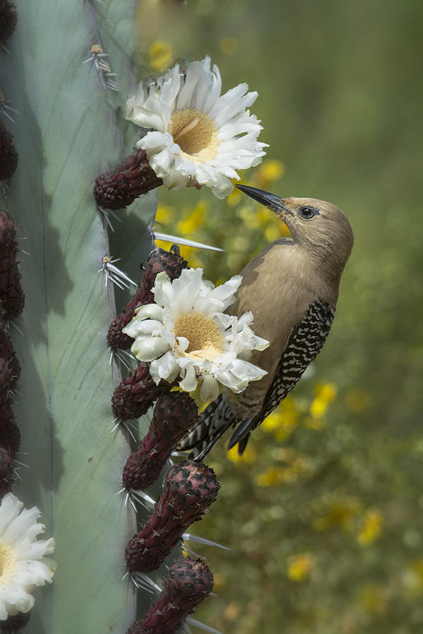 Gila Woodpecker on Cactus  Photograph by Saija Lehtonen