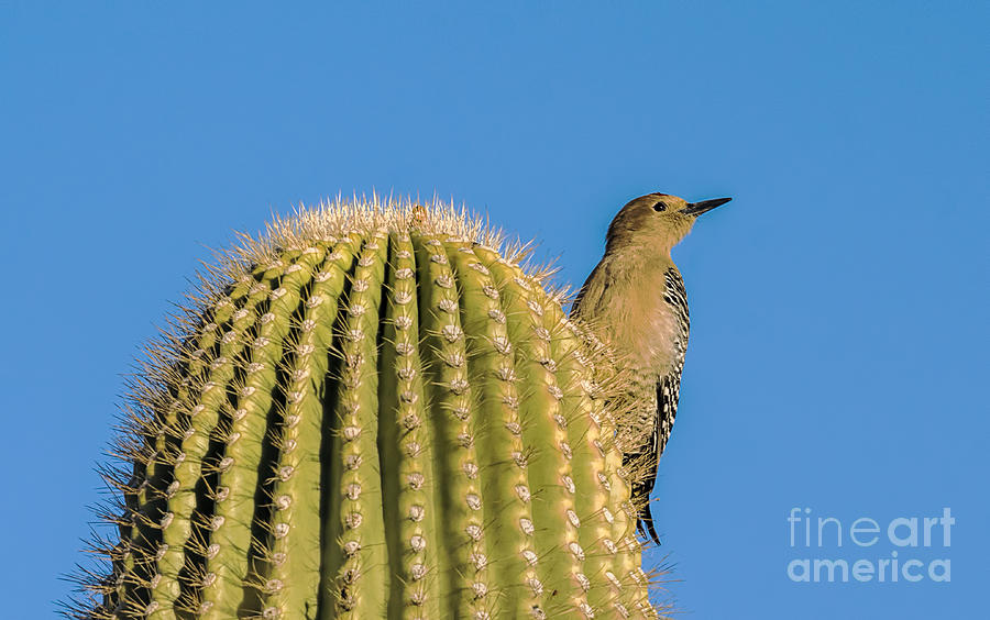 Gila Woodpecker Photograph by Priscilla Burgers