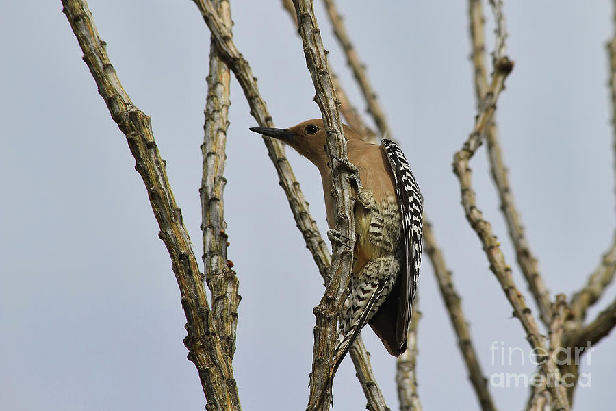 Gila Woodpecker Photograph by Teresa Zieba