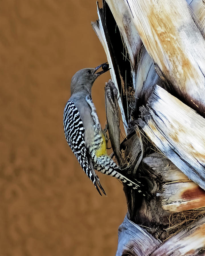 Tucson Photograph - Gila Woodpecker v33 by Mark Myhaver