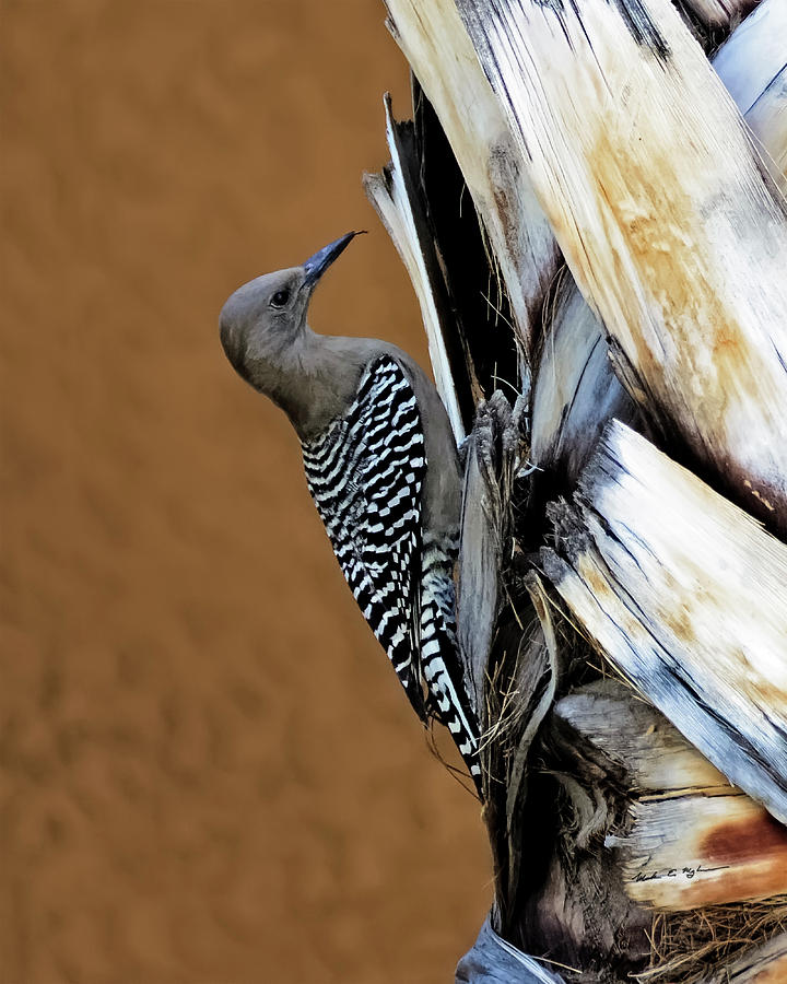 Gila Woodpecker v41 Photograph by Mark Myhaver