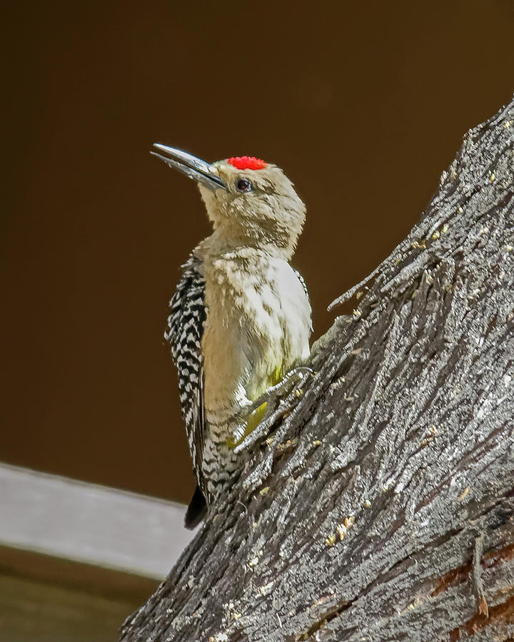 Gila Woodpecker v58 Photograph by Mark Myhaver