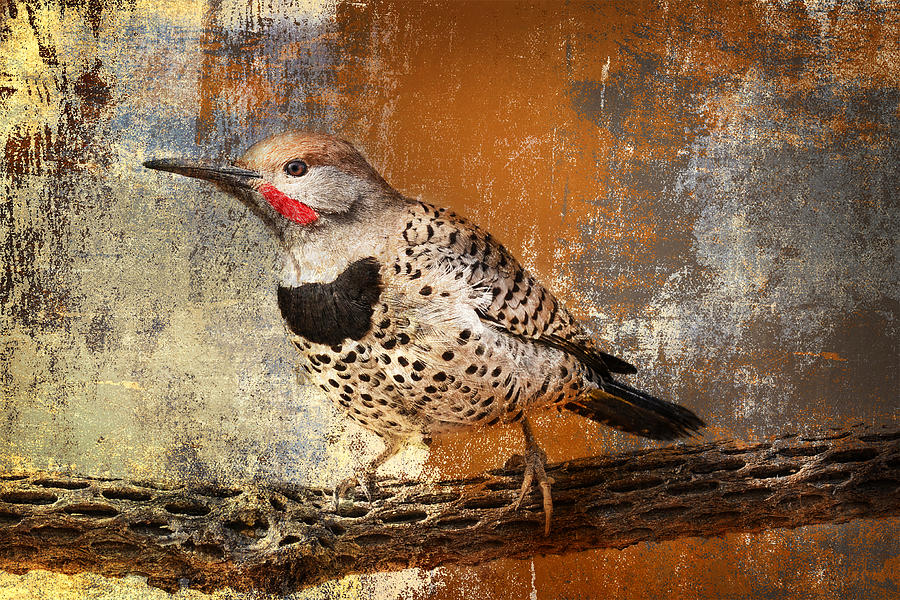 Bird Photograph - Gilded Flicker by Barbara Manis