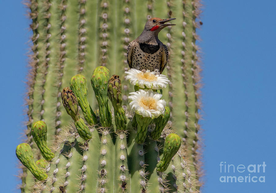 Gilded Flicker in Saguaro Photograph by Lisa Manifold