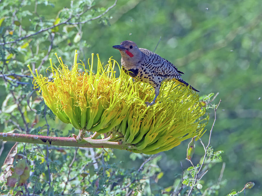 Gilded Flicker on an Agave Stalk Bloom Photograph by Tam Ryan