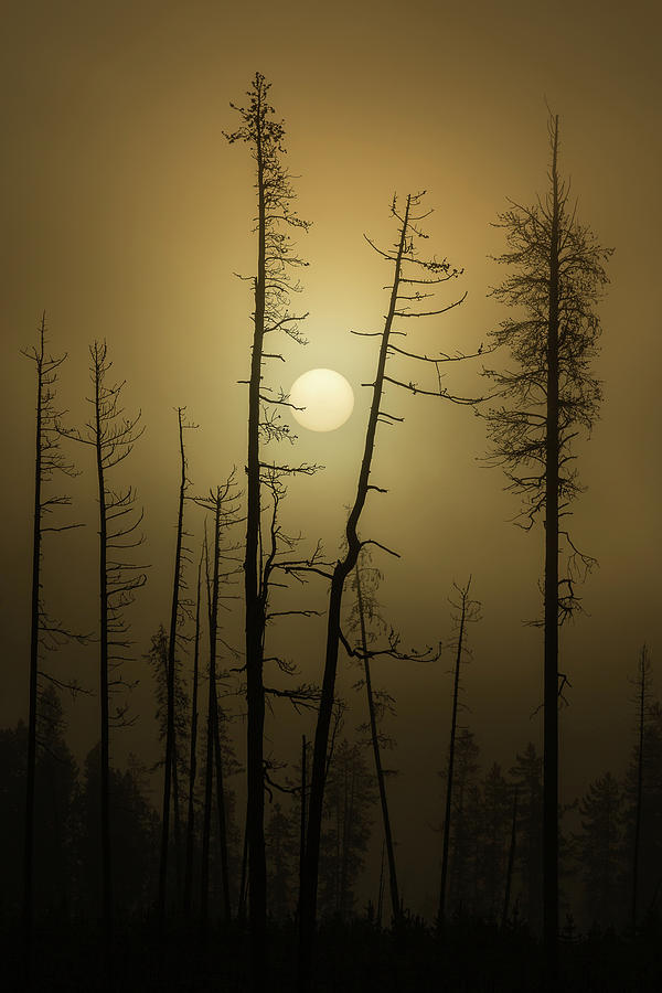 Gilded Sunrise Photograph by Ann Skelton