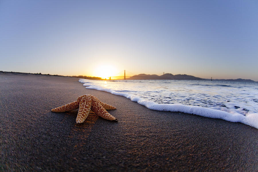 Golden Gate Starfish Photograph by Sean Davey
