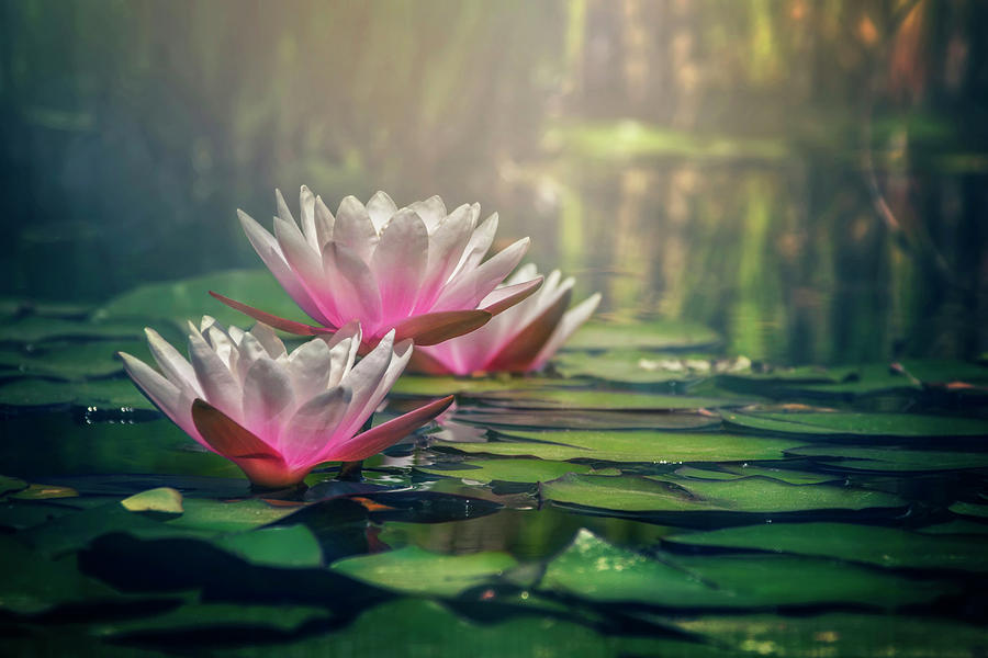 Gilding The Lily Photograph by Carol Japp