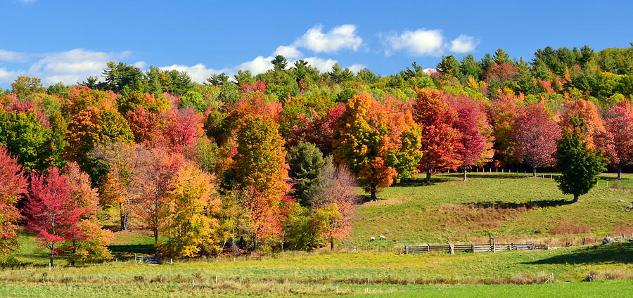 New Hampshire Foliage Photograph by Colleen Phaedra