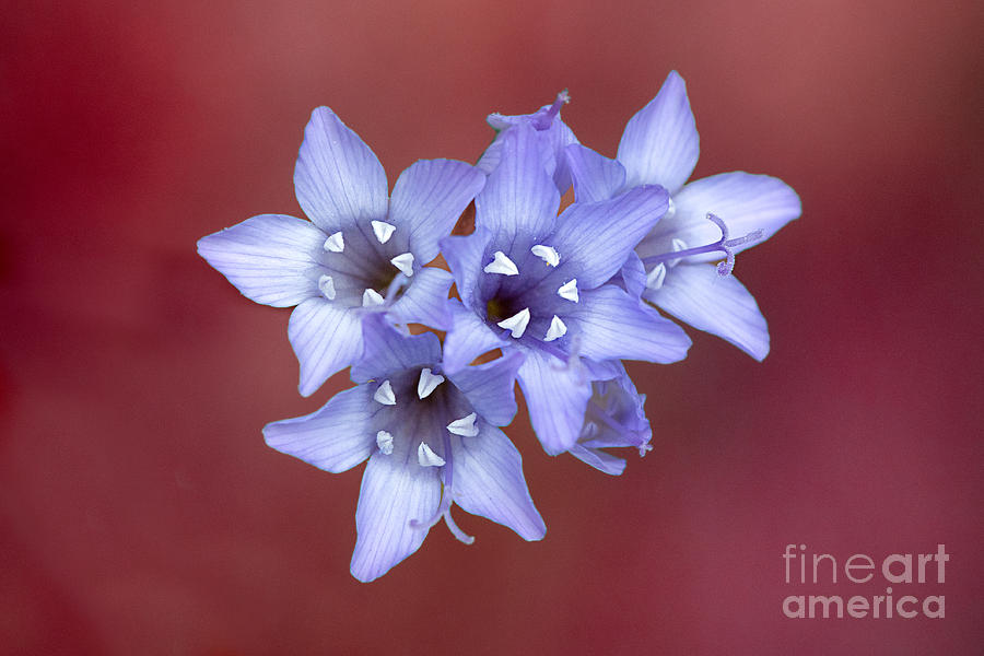 Gilia Wildflowers 2 Photograph by Mimi Ditchie